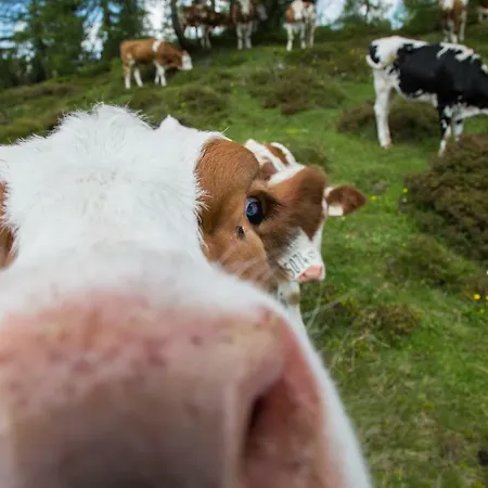 Flatscherbauer * Lofer