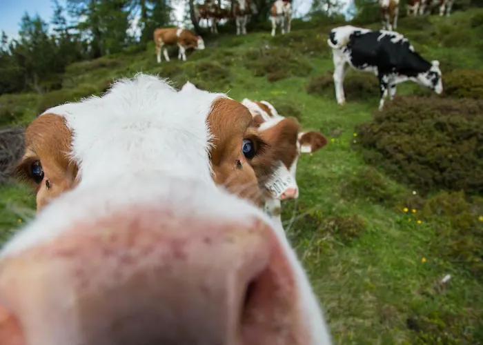 Flatscherbauer * לופר